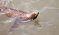 IMG_5270 sea lion swimming